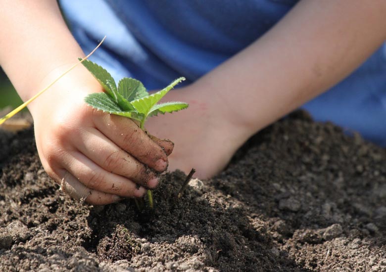 Growing Food